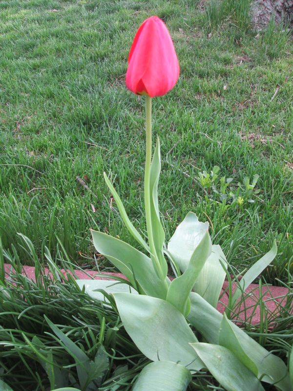 Ruby red Tulip...