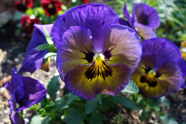 (4) Pansy's have been colorful, but will soon disa...
