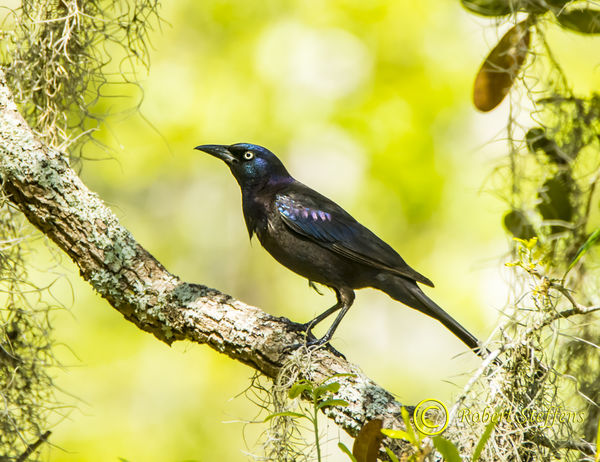 Boat-tailed grackle Quiscalus majo BBG...