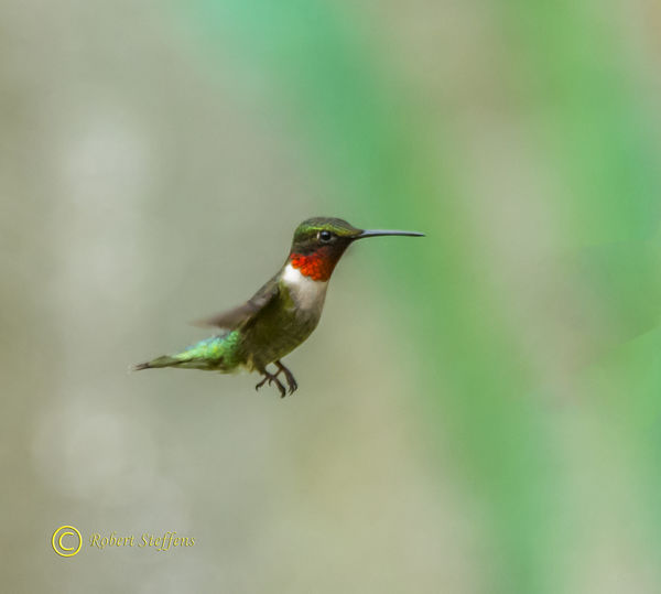 Ruby-Throated Hummingbird, Male Archilochus colubr...