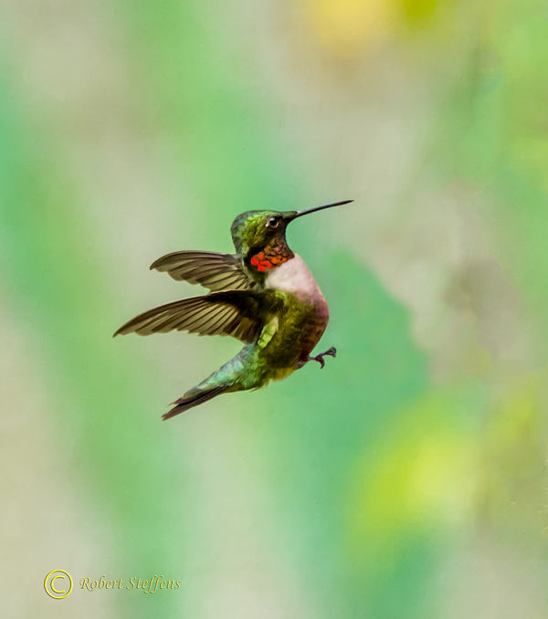 Ruby-Throated Hummingbird, Male Archilochus colubr...