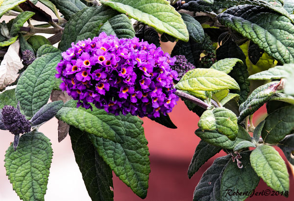 Butterfly Bush - Home Depot and the nursery called...