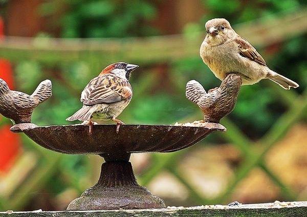 Young and Adult Sparrow....