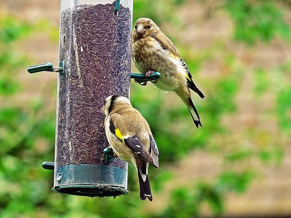 Young and Adult Goldfinch....