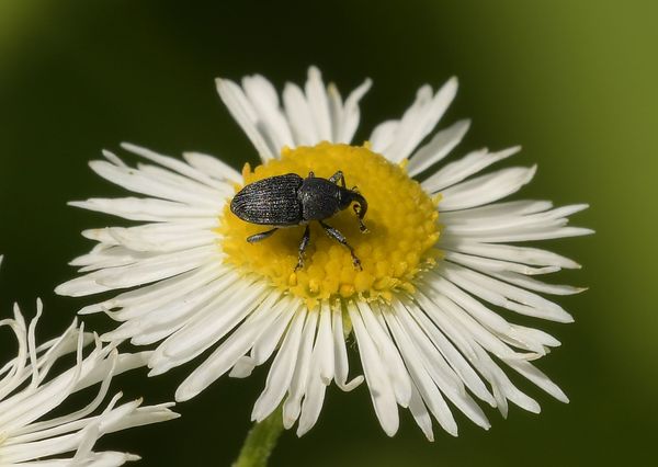 Beetle (?)...