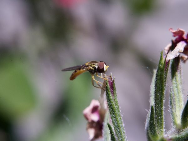 Hoverfly with mites?...