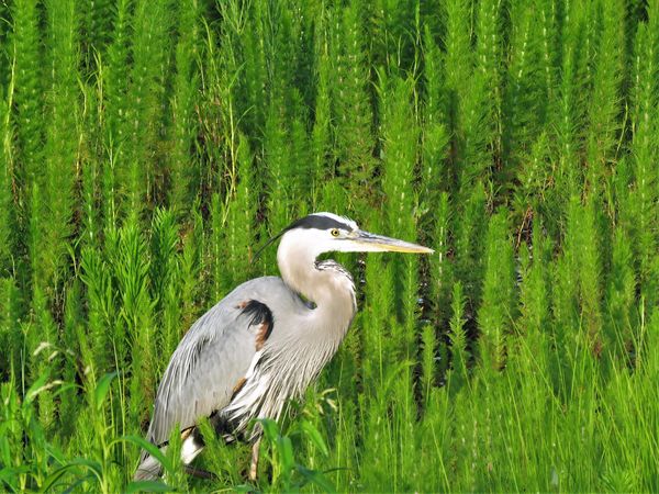 the resident blue heron at battery way...