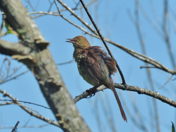 a young brown thrasher at sam's bird sanctuary...