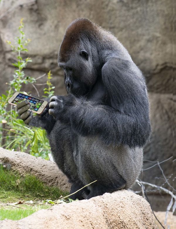 Can you believe it, a texting gorilla!...