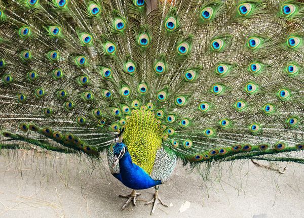 Peacocks are always a treat to see!...