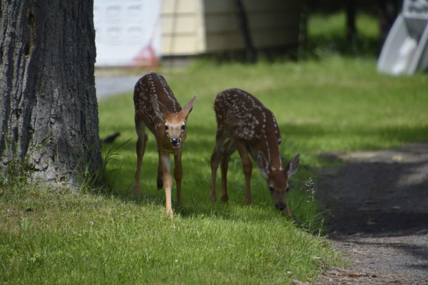 saw these little guys just walking around old forg...