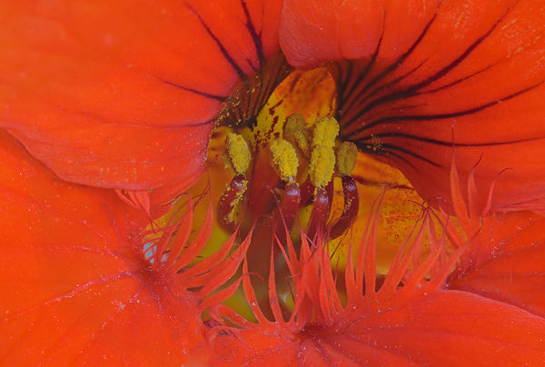From a Nasturtium flower...