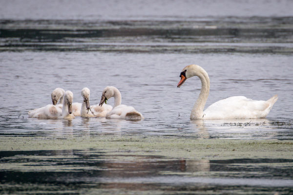 Mute Swans...