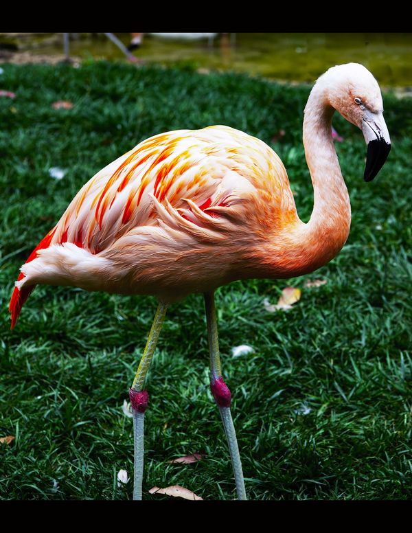 Gorgeous Flamingo...