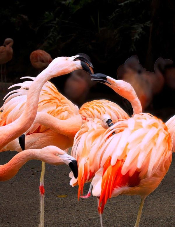 Flamingo Talk...