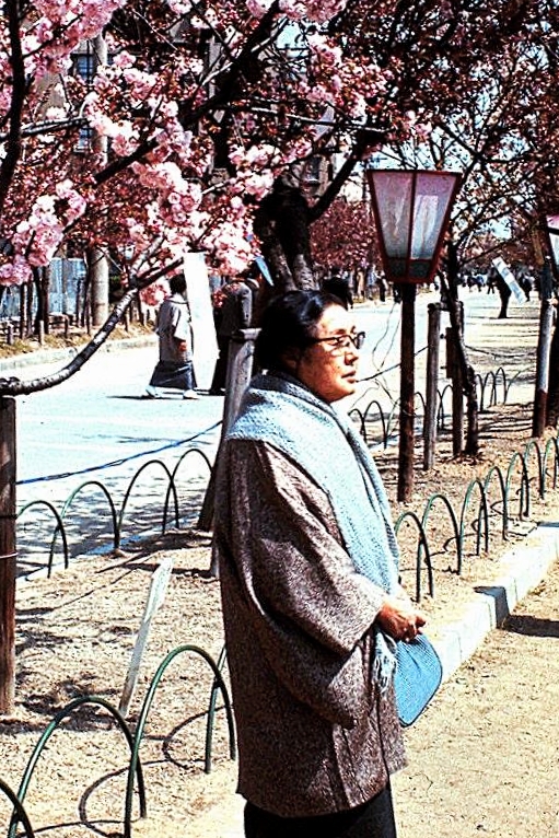 Lady and Cherry Blossoms...
