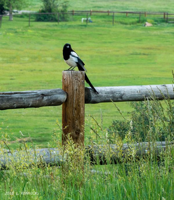 Magpie on the fence...