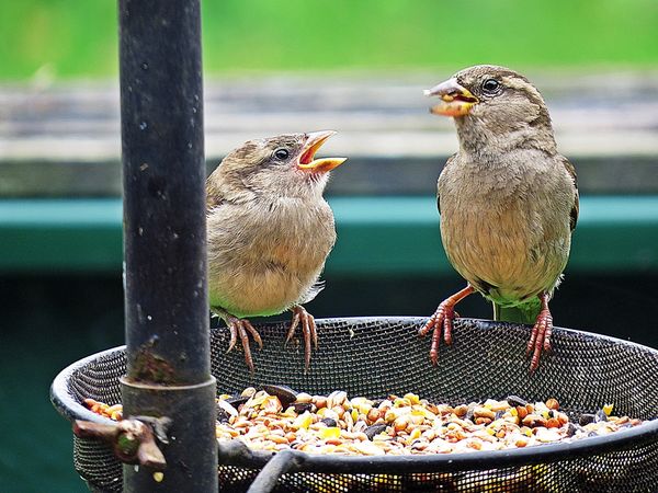 Feed me Mum, young Sparrow....