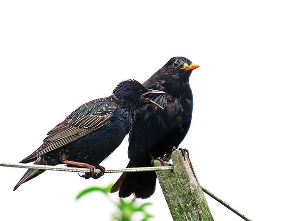 Starling and Blackbird....