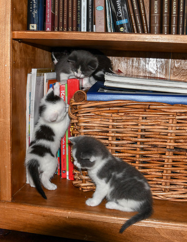 A bookcase is a great place for playing ......