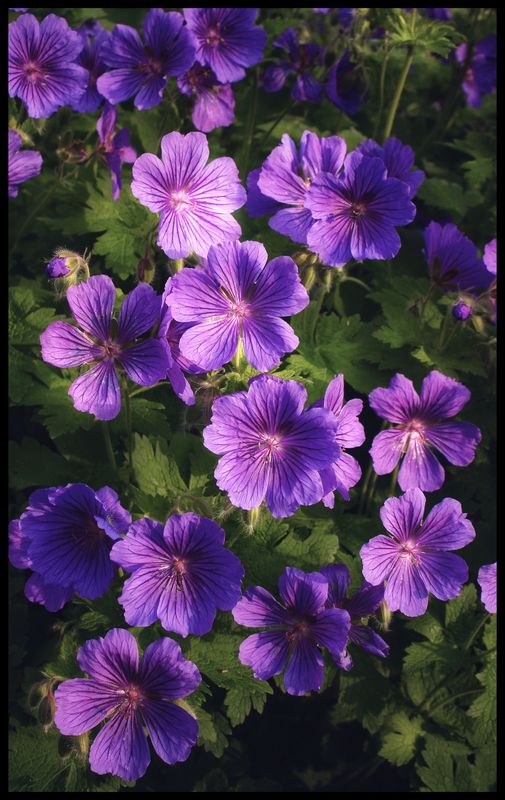 Old Fashioned Geraniums...