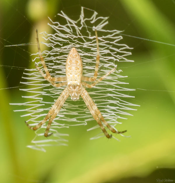 My first zig-zag web, possibly a young Argiope bru...