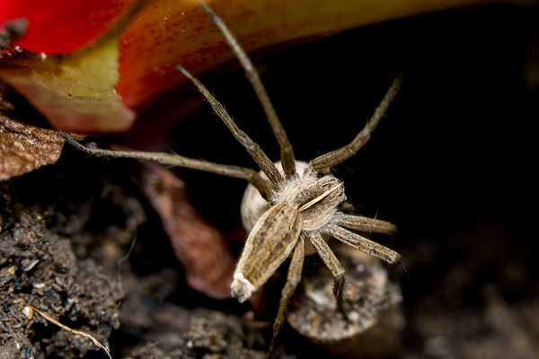 Nursery Web Spider - Pisauridae....