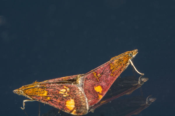 Pyrausta Aurata - Mint Moth...