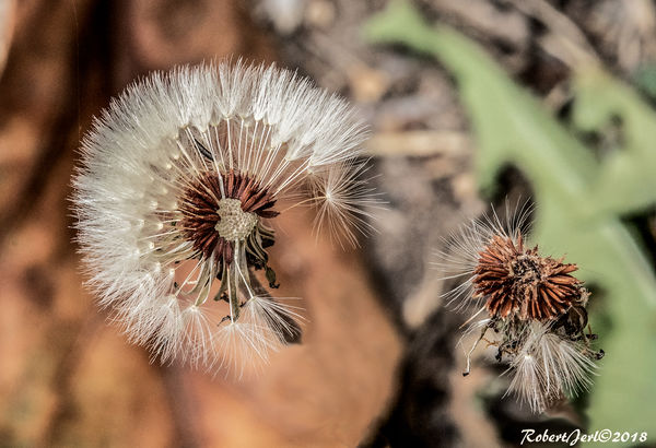 Between the light and focus the seed heads float a...
