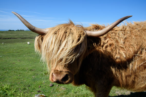 Highland Cow on Mull...