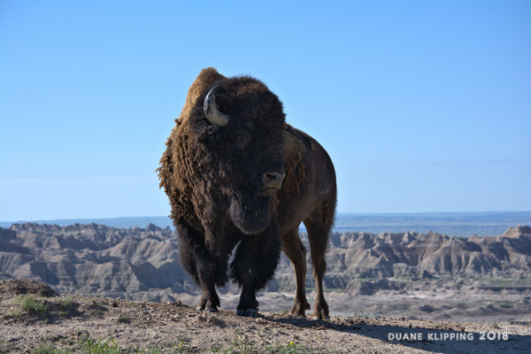 Bison in Badlands National Park...