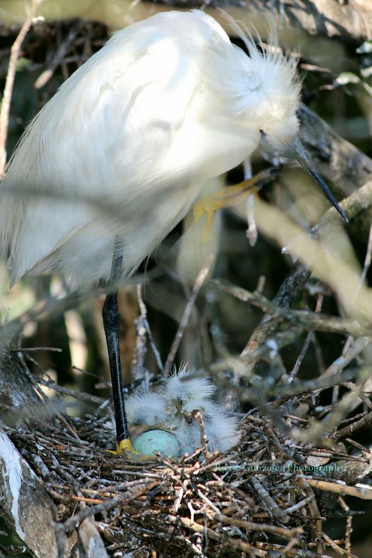 Snowy Egret nest with eggs hatching...