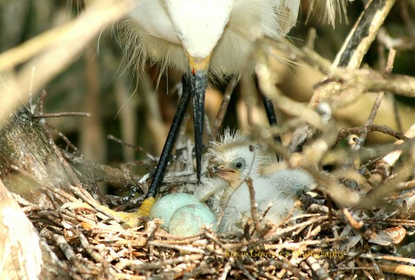 Snowy Egret nest...