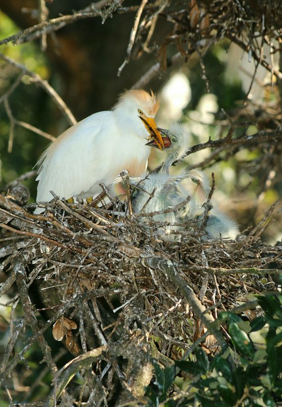 Cattle egret nest, with feeding; (check out the mo...