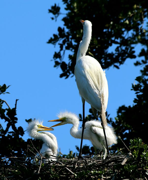 Great Egret nest with chicks...