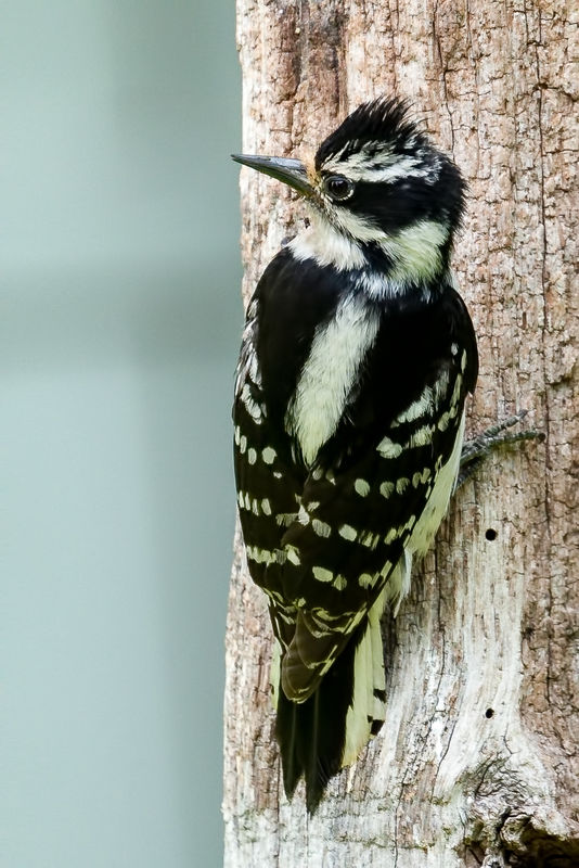 Downy Woodpecker...