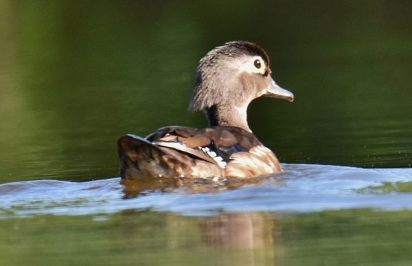 Female Wood Duck...
