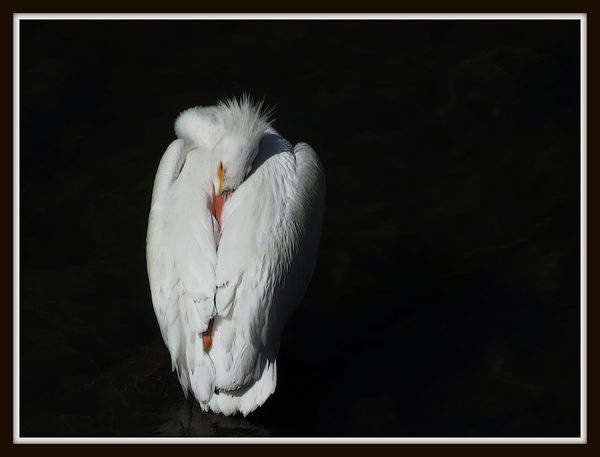 Another very distant photo op: American White Peli...