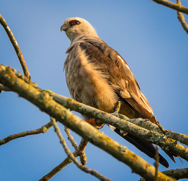 male mississippi kite call male mississippi kite call
