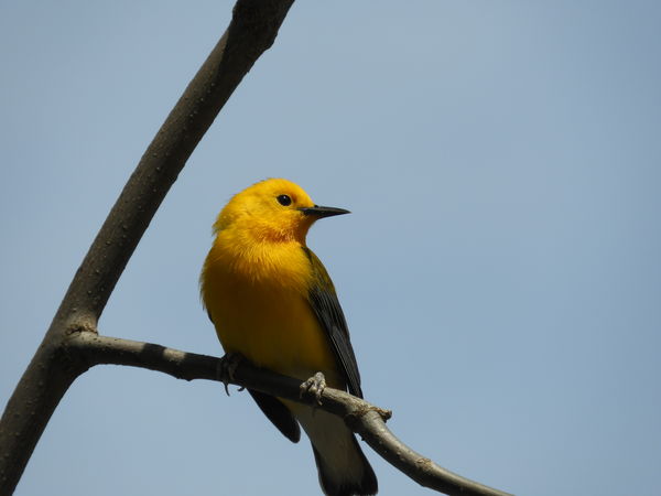 prothonotary warbler...