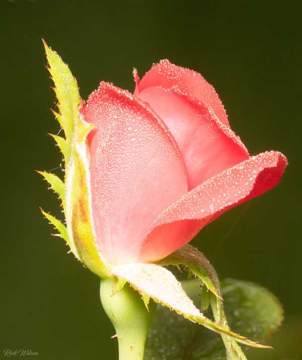 Rose bud...