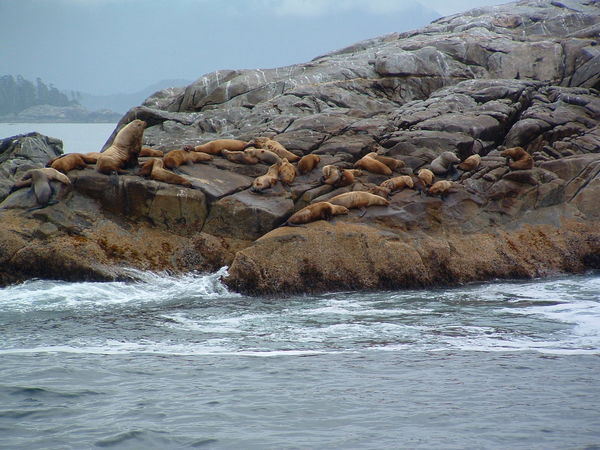 Sea lions in Sitka, Alaska....