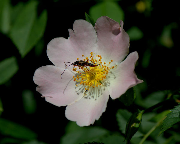Bug on a wild rose...