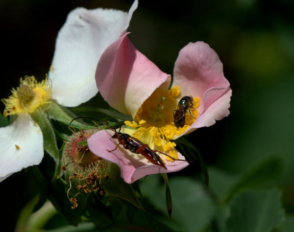 Two bugs on a wild rose...
