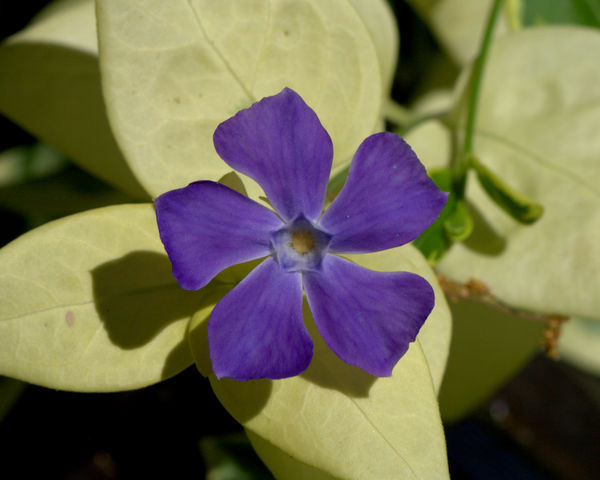 Purple flower on ground cover vine...
