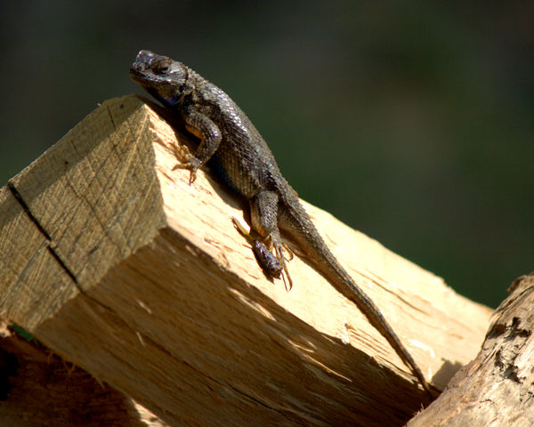 Western Fence Lizard playing king of the hill on t...