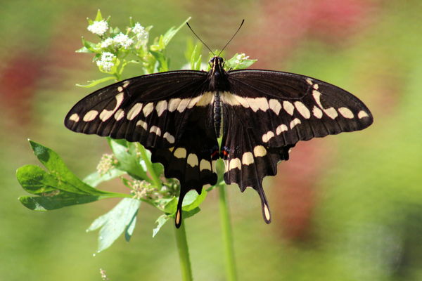 Giant Swallowtail...