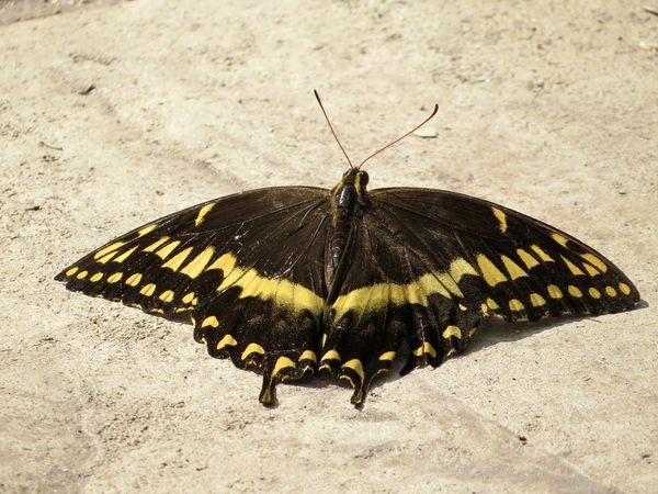 Palamedes Swallowtail...