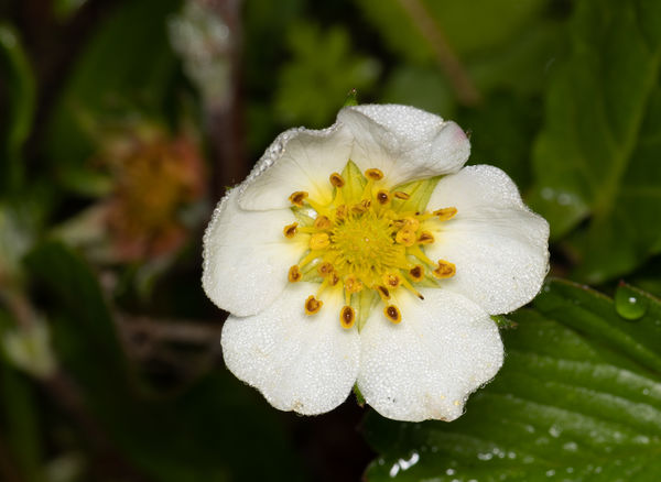 Dew covered wild strawberry at early morning....