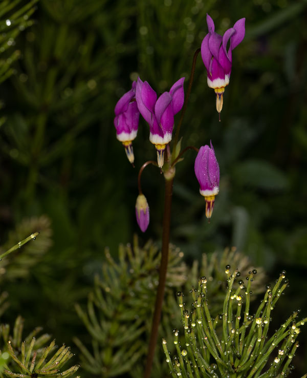 Pretty shooting star with a horsetail fern, both w...